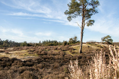 Zoutkamers en zoutgrotten in Soest en omgeving
